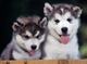 Regalo:CACHORROS HUSKY SIBERIANO - Foto 1