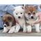 Regalo cachorros shiba inu