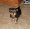 Regalo Cachorros yorkshire terrier - Foto 1