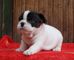 Regalo camada cachorros bulldog frances