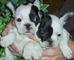 Regalo dos cachorros bulldog frances