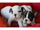 Regalo impresionante macho y hembra cachorros bulldog frances