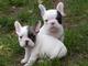 Regalo increíbles cachorros de bulldog francés