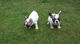Regalo lindos bulldog frances - Foto 1