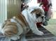 Regalo macho y hembra cachorros bulldog ingles