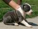 Regalo pit bull terrier - Foto 1