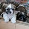 Shih tzu cruzar lhasa apso cachorros en venta