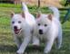 Siberian husky cachorros