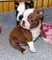 Tengo dos hermosas chicas de boston terrier