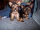 York shire terrier cachorro su parra adopcion - Foto 1