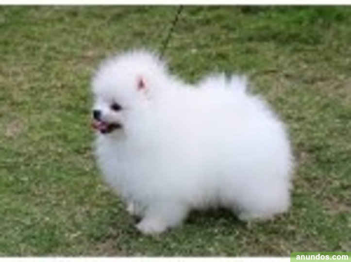 Asturias cachorros de -