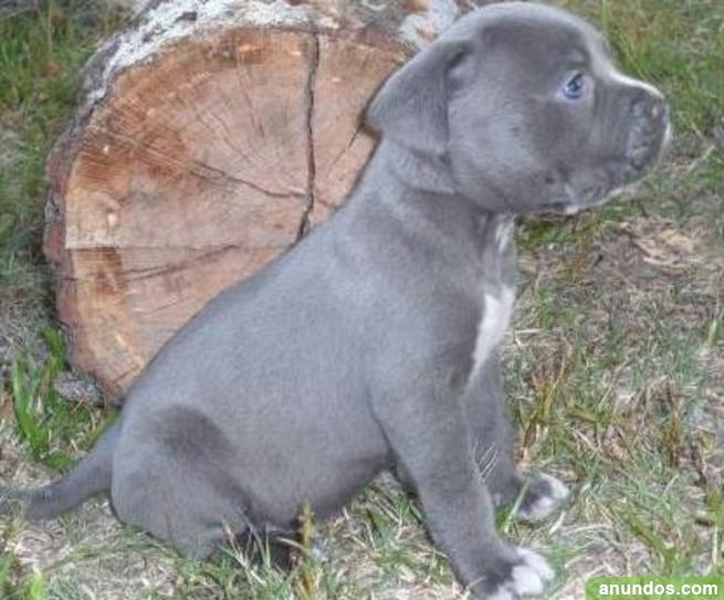 Debería recoger Inmundicia Cachorros pitbull terrier disponibles para adopción - Canet de Adri