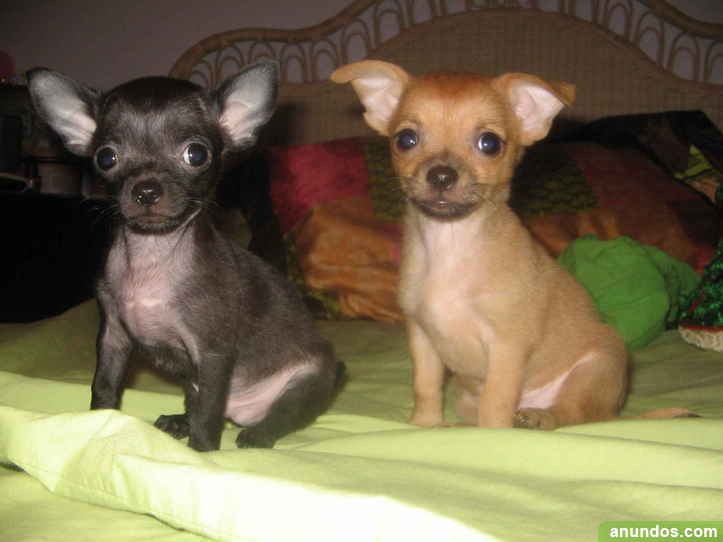 Chihuahua Tenerife - Buenavista del
