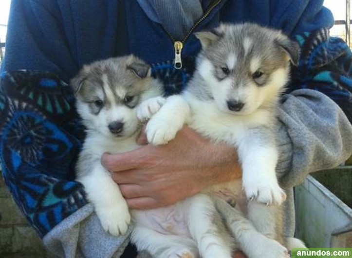 Lleida, Lleida Regalo Cachorros Siberian Husky - Lleida
