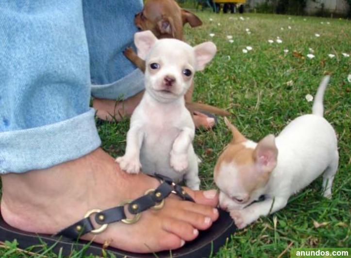 Perrito de chihuahuas toy - Santa Cruz Tenerife
