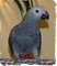 012hn saludable loro gris africano 01ffs