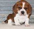 Absolutamente macho y hembra Beagle - Foto 1