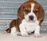 Absolutamente macho y hembra beagle