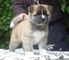 Akita cachorros disponibles - Foto 1