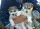 álava regalo cachorros de siberian husky