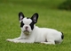 Asturias regalo pura raza cachorros bulldog frances