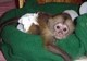 Bebé mono capuchino de € 300