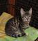 Bella Tica registrado Savannah gatito macho - Foto 1