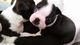 Blanco y negro Boston Terrier cachorros - Foto 1