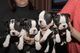 Boston terrier kc registrado cachorros