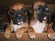 Boxer cachorros - Foto 1