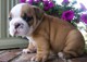 Bulldog Inglés cachorros para la venta - Foto 1