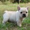 Bulldogs franceses adorables para adopción