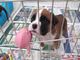 Cachorro boxer bueatifull en adopción