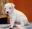 Cachorro de Dogo argentino disponibles para libre - Foto 1