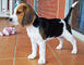 Cachorros beagle en adopción