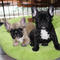 Cachorros Bulldog francés disponibles para usted - Foto 1