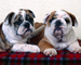 Cachorros bulldog Inglés para la venta - Foto 1