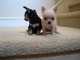 Cachorros chihuahua miniatura