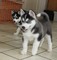 Cachorros de Husky Siberiano - Foto 1