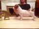 Cachorros de jack russell con pedigree - Foto 1