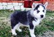 Cachorros husky siberiano en adopción