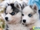 Cachorros husky siberiano lindo para el regalo