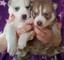 Cachorros husky siberiano macho y hembra