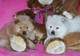 Cachorros kc chow registrados para su venta