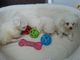 Cachorros pedigree de bichon frise, listo ahora 4