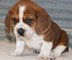 Calidad Mujer Beagle cachorros para el nuevo - Foto 1