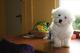 Camada bichon frise para su adopcion