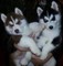 Castellón regalo cachorros de siberian husky