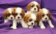 Cavalier king charles blenheim kc registrado