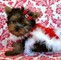 Ckc yorkie